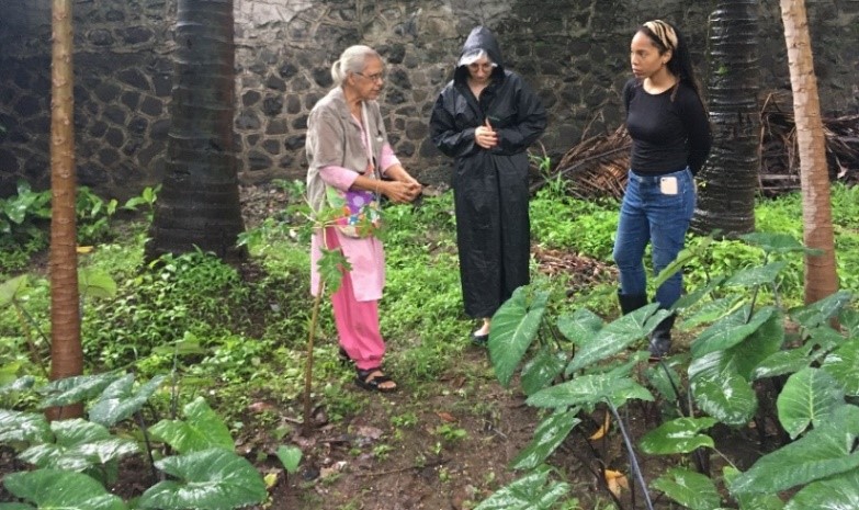 Medical herb garden